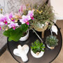 Rotterdam orchidee roze